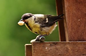 鳥と食べ物