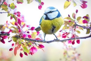 spring-bird-