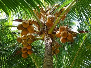 coconuts-