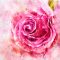 rose-